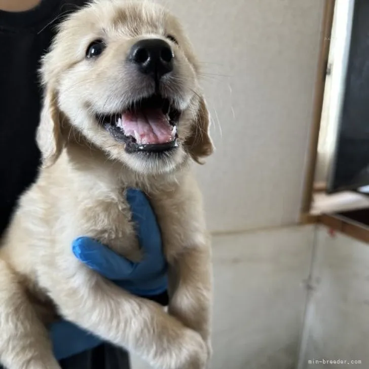 ID:2309-03163の子犬