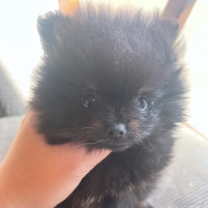 ID：2301-02449の子犬