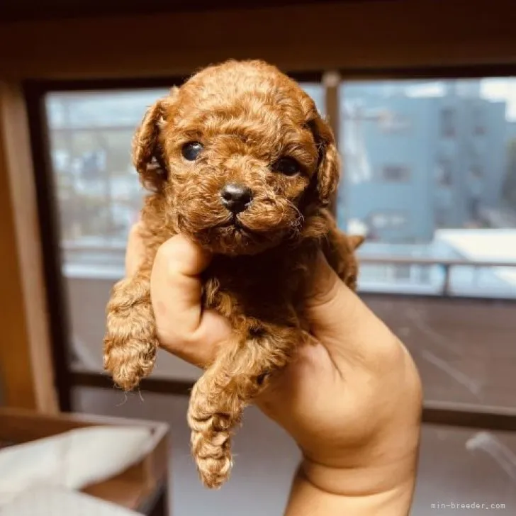 ID:2306-03057の子犬