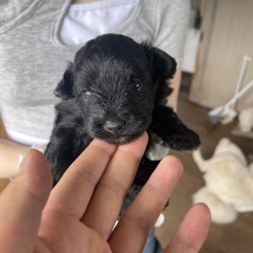 ポメプー(ポメラニアン*プードル)【神奈川県・男の子・2023年5月5日・ブラック】の写真「ハーフ犬限定価格」