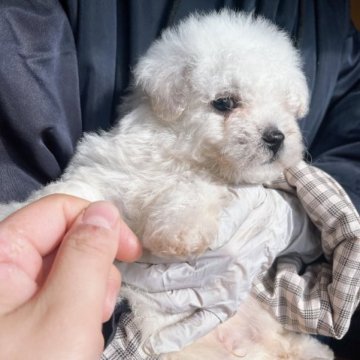 ビションフリーゼ【神奈川県・女の子・2022年12月9日・ホワイト】の写真「雪みたいな白いビション」