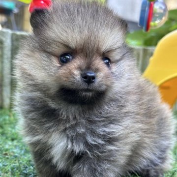 ポメラニアン【神奈川県・男の子・2024年3月23日・オレンジ】の写真「ポメ３兄妹」