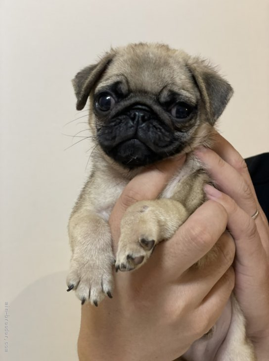 パグ 埼玉県 男の子 21年6月27日 フォーン 可愛い 可愛い しか言えない みんなのブリーダー 子犬id 2108 パグ 埼玉県 男の子 21年6月27日 フォーン 可愛い 可愛い しか言えない みんなのブリーダー 子犬id 2108