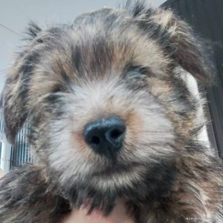 ID:2401-07086の子犬