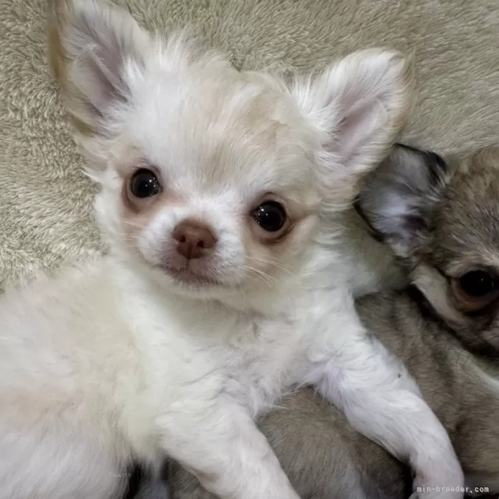 ID：2412-05504の子犬