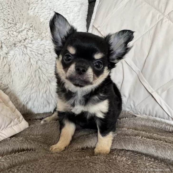 ID：2412-04807の子犬