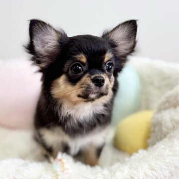 チワワ(ロング)【群馬県・女の子・2025年8月12日・ブラックタン】の写真「お顔も性格もはなまるです♡ワクチン完了しました😊」