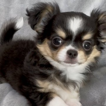 チワワ(ロング)【群馬県・女の子・2025年1月15日・トライ】の写真「もっふもふの美人さん✨」