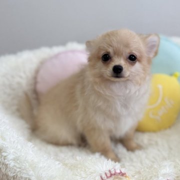 チワワ(ロング)【群馬県・男の子・2025年8月7日・クリーム】の写真「ふわふわでぬいぐるみみたいなベビーくんです♪」