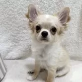 チワワ(ロング)