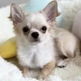 チワワ(ロング)