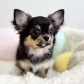 チワワ(ロング)