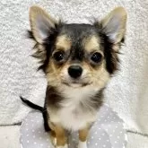 チワワ(ロング)