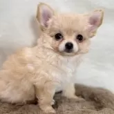 チワワ(ロング)