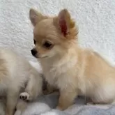 チワワ(ロング)【群馬県・男の子・2025年8月7日・クリーム】の写真2「何とも言えない可愛いらしい子です♡」