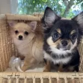 チワワ(ロング)【群馬県・男の子・2025年8月7日・クリーム】の写真3「ワクチン完了です♪病院でもとってもお利口さんです♡」