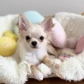 チワワ(ロング)【群馬県・男の子・2025年4月6日・クリームアンドホワイト】の写真3「おハゲ期なのにイケメンです✨」