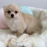 チワワ(ロング)【群馬県・男の子・2025年8月7日・クリーム】の写真7「少しずつベビーコートの生え変わりが始まってきました🐾」