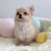 チワワ(ロング)【群馬県・男の子・2025年8月7日・クリーム】の写真6「長いまつ毛もチャームポイントです♪」