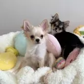 チワワ(ロング)【群馬県・男の子・2025年4月6日・クリームアンドホワイト】の写真5