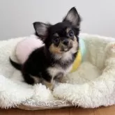 チワワ(ロング)【群馬県・女の子・2025年8月12日・ブラックタン】の写真8「ベビーコートが少しずつ生え変わってきてるのでもうすぐおハゲ期突入です💦」