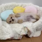 チワワ(ロング)【群馬県・男の子・2025年8月7日・クリーム】の写真10「すぐお腹を見せてしまうのはママ譲りです♡」