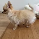 チワワ(ロング)【群馬県・男の子・2025年8月7日・クリーム】の写真11「少しずつベビーコートの生え変わりが始まってきましたがまだもふもふです♪」