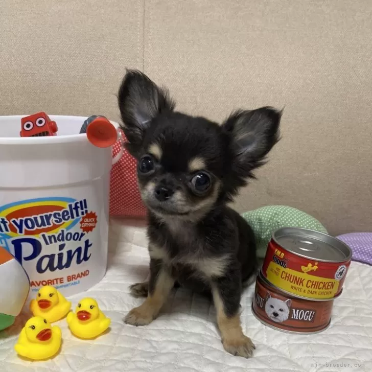 ID：2407-03255の子犬