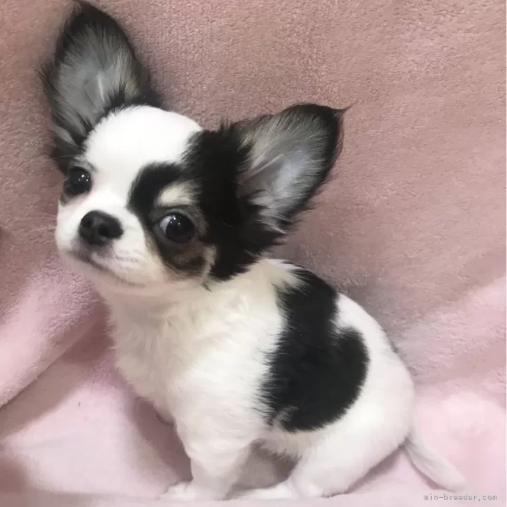 ID:2401-01209の子犬
