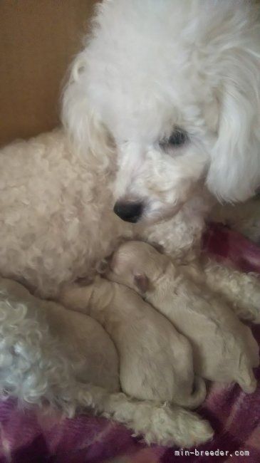 ダリママです｡2回目の出産の写真です｡この子犬達は新しい家族さんのお家で幸せに暮らしてます｡｜小笠原　節子(おがさわら　せつこ)ブリーダー(愛媛県・シーズーなど・JKC登録)の紹介写真4