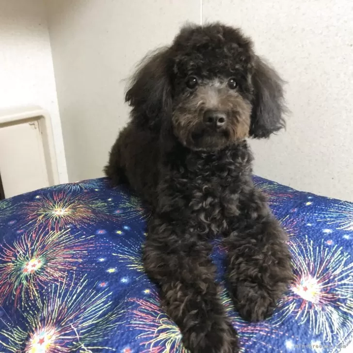 ID:2507-02193の子犬