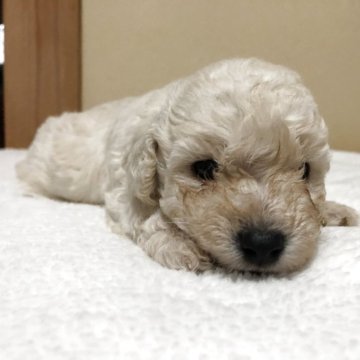 トイプードル(トイ)【愛媛県・男の子・2025年10月28日・ホワイト】の写真「離乳食良く食べる男の子」