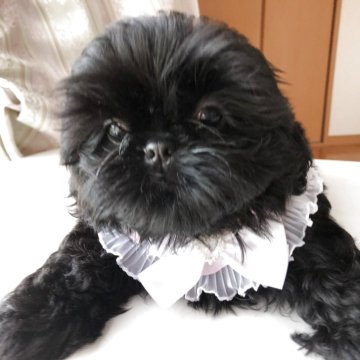 シーズー【愛媛県・女の子・2025年6月13日・ブラック】の写真「まん丸お顔の可愛い女の子　穏やかな性格です｡」