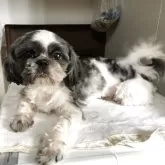 シーズー