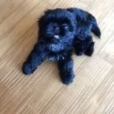 シーズー