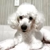 トイプードル(トイ)