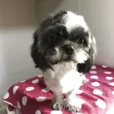 シーズー