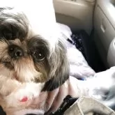 シーズー【愛媛県・男の子・2024年5月22日・ホワイト&グレー】の写真3