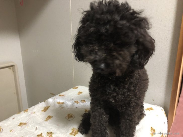 タイニープードル【・女の子・2022年1月23日・グレー】「グレーですが　保々ブラックに近いです。」