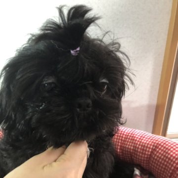 シーズー【愛媛県・男の子・2024年5月22日・ブラック】の写真「真っ黒でお顔の可愛さが分かりません。が可愛い男の子」