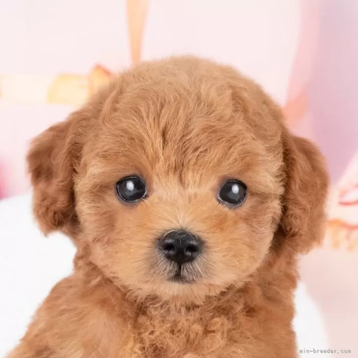 H.Ｉ 様のお迎えした子犬