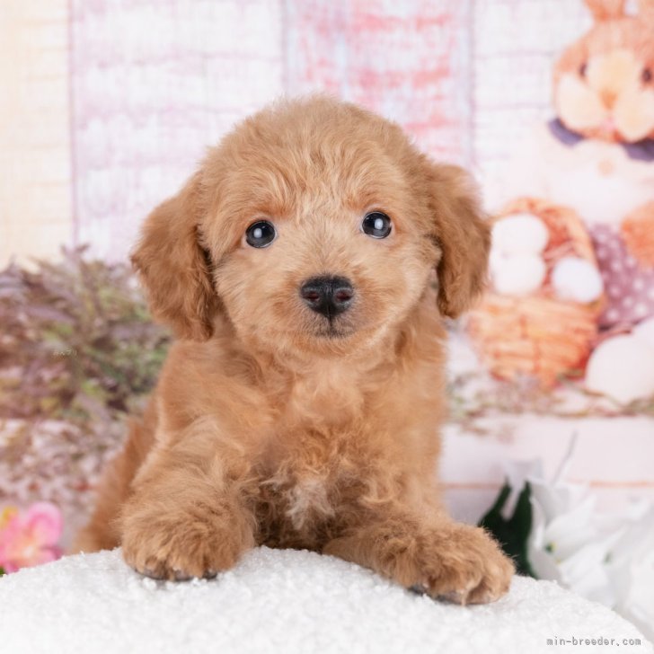 トイプードル【愛知県・女の子・2025年9月23日・レッド】💞健康診断