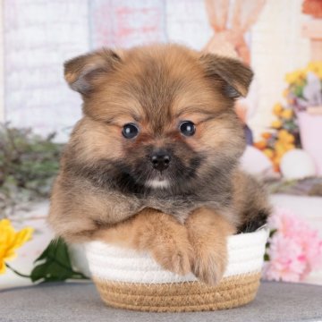 ポメラニアン【愛知県・女の子・2025年7月14日・オレンジセーブル】の写真「💞健康診断済みで安心お迎え💞」