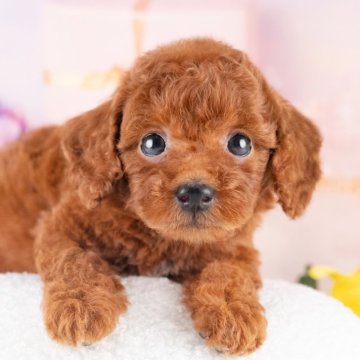 トイプードル(トイ)【愛知県・女の子・2025年8月11日・レッド】の写真「💞健康診断済みで安心お迎え💞」