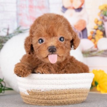 トイプードル(トイ)【愛知県・女の子・2025年7月27日・レッド】の写真「💞健康診断済みで安心お迎え💞」