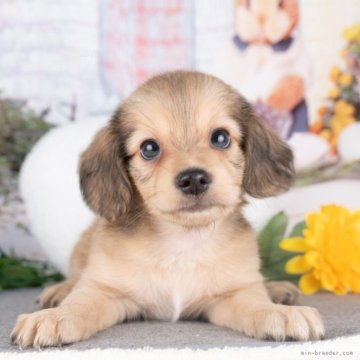 チワックス(チワワ×ダックスフンド)【愛知県・男の子・2025年7月15日・シェーデッドイエロー】の写真「💞健康診断済みで安心お迎え💞」