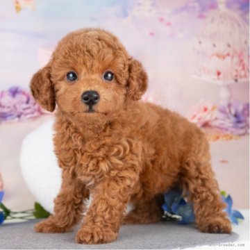 トイプードル(トイ)【愛知県・男の子・2025年7月10日・レッド】の写真「💞健康診断済みで安心お迎え💞」
