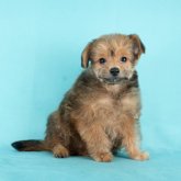 ポメプー(トイプードル×ポメラニアン)