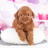 トイプードル(トイ)