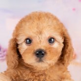 トイプードル(トイ)